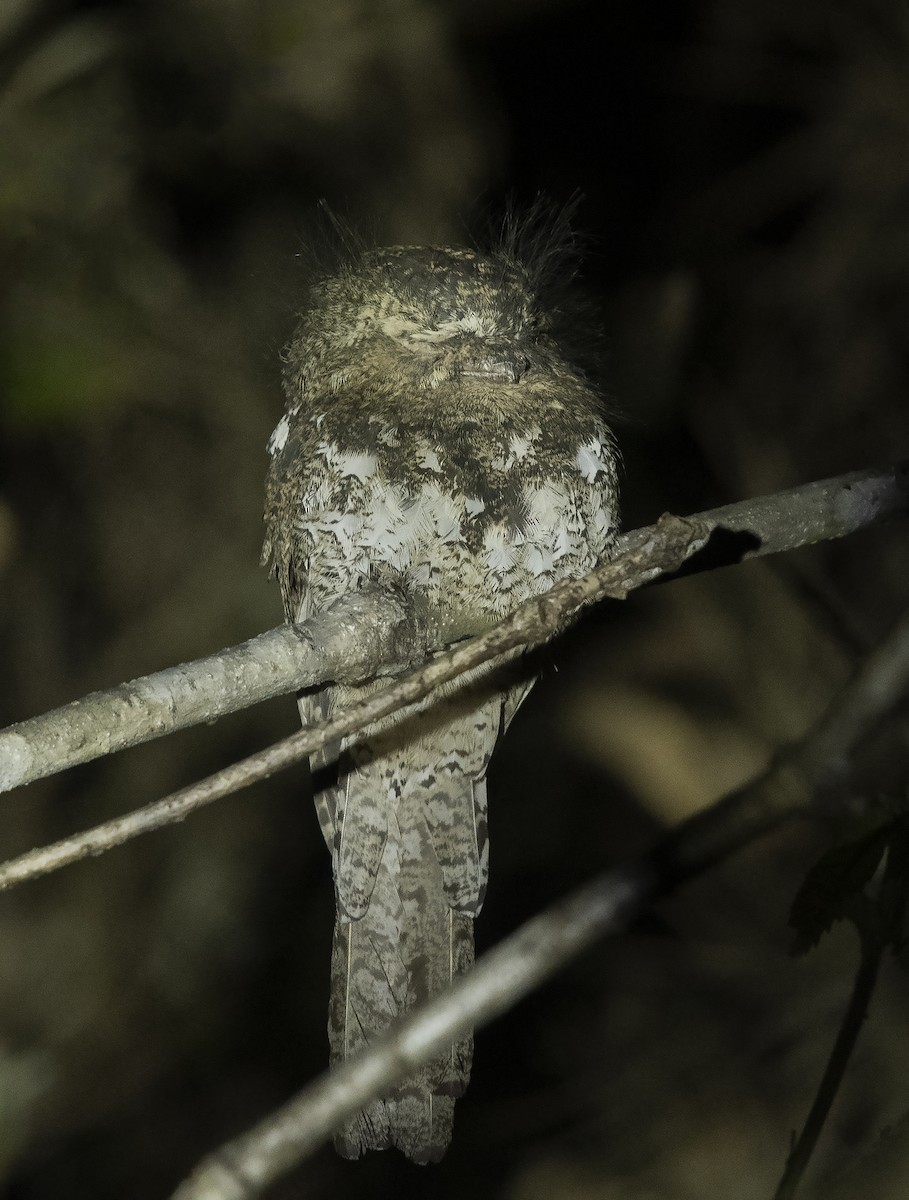 Hodgson's Frogmouth (Batrachostomus hodgsoni)