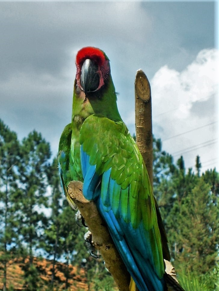 Great Green Macaw (Ara ambiguus)