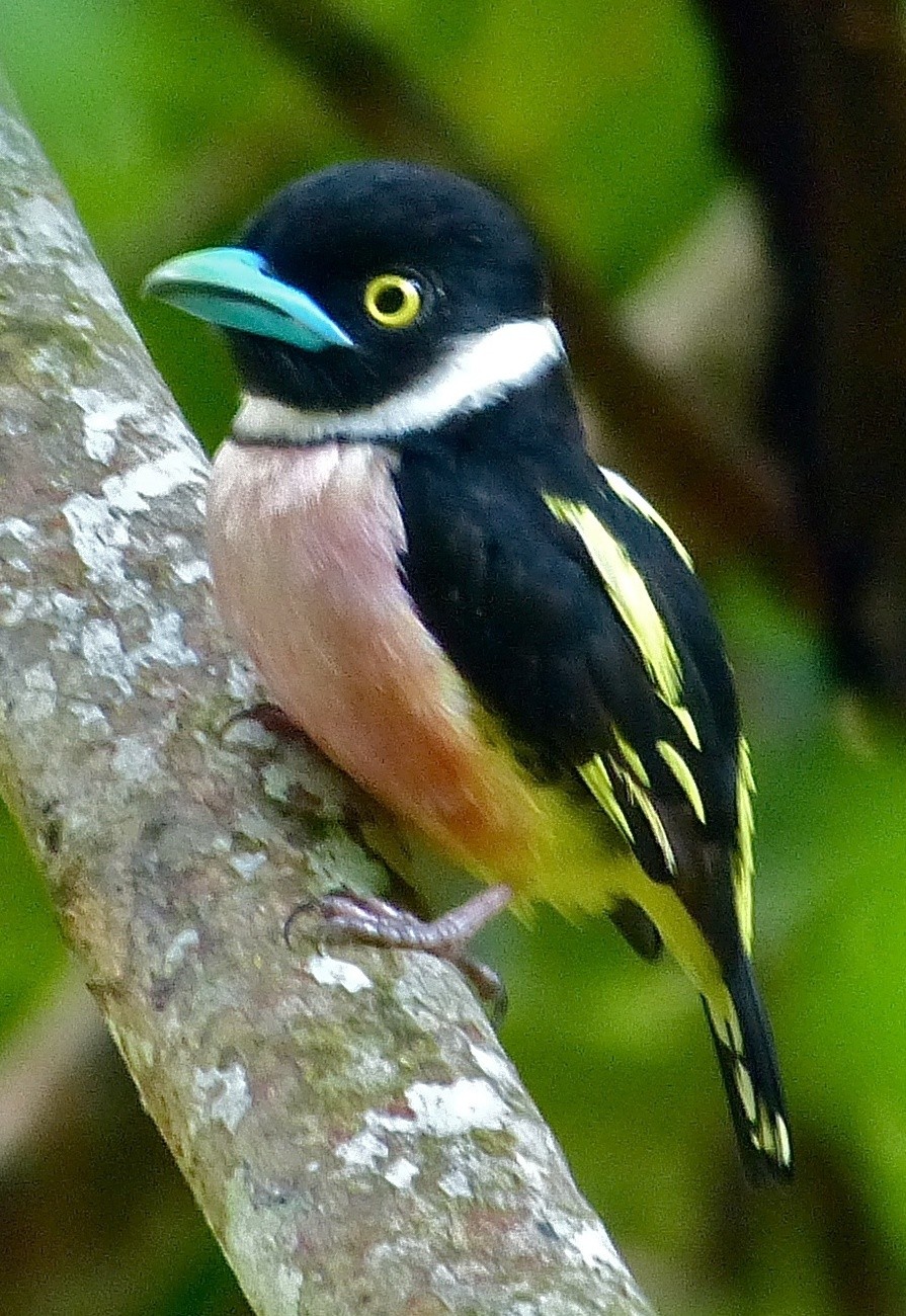 Eurylaimus (Eurylaimus)