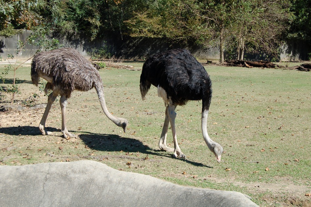 Autruche d'Afrique (Struthio camelus)