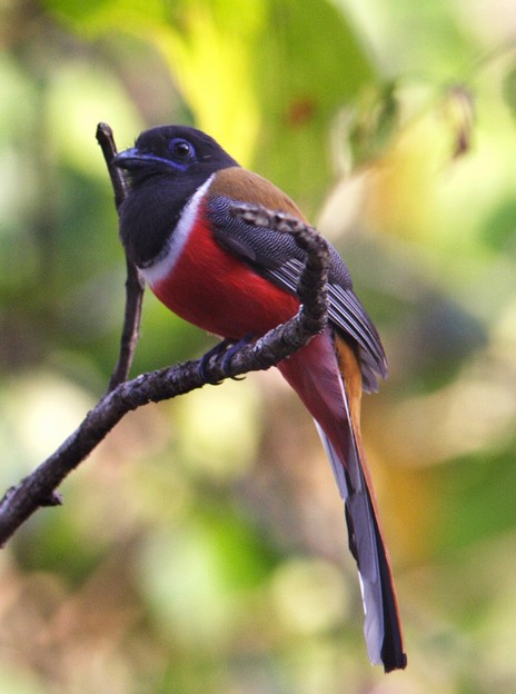 Trogón Malabar (Harpactes fasciatus)