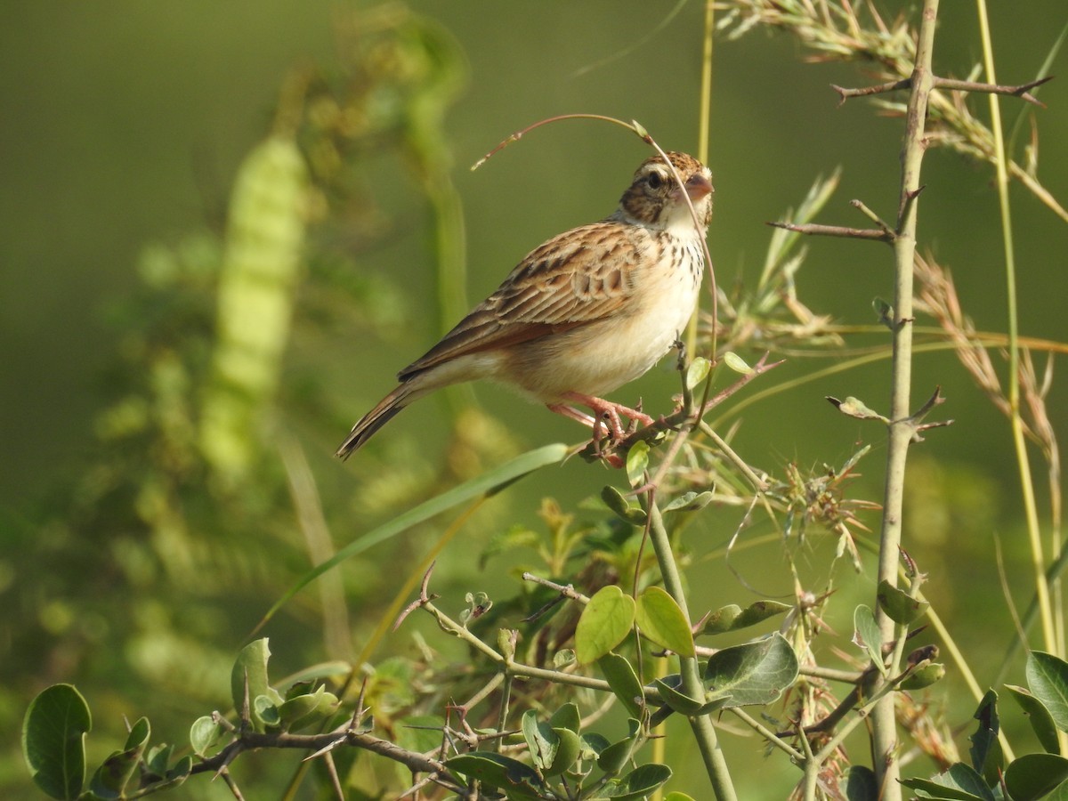 Indian Bush Lark (Mirafra erythroptera)