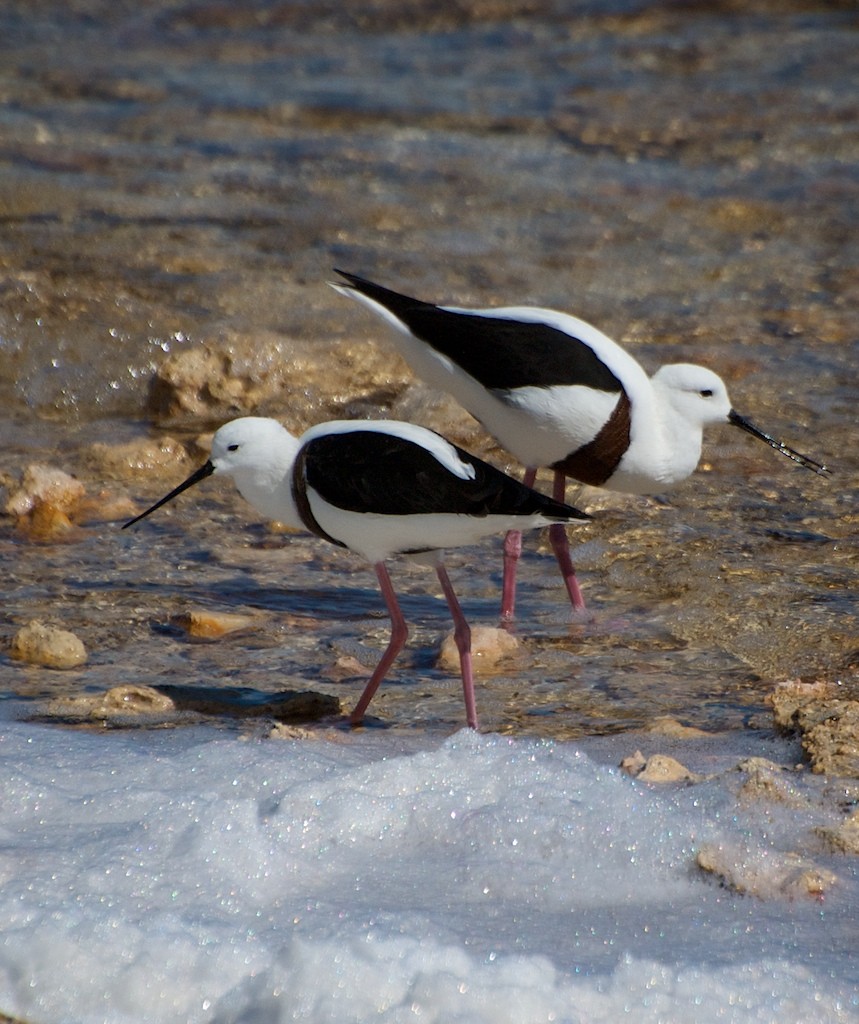 Banded Stilt (Cladorhynchus)