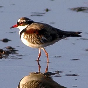 Schwarzstirn-Regenpfeifer (Elseyornis melanops)