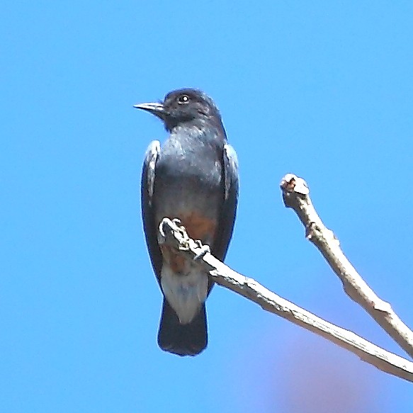 Barbacou à croupion blanc (Chelidoptera tenebrosa)