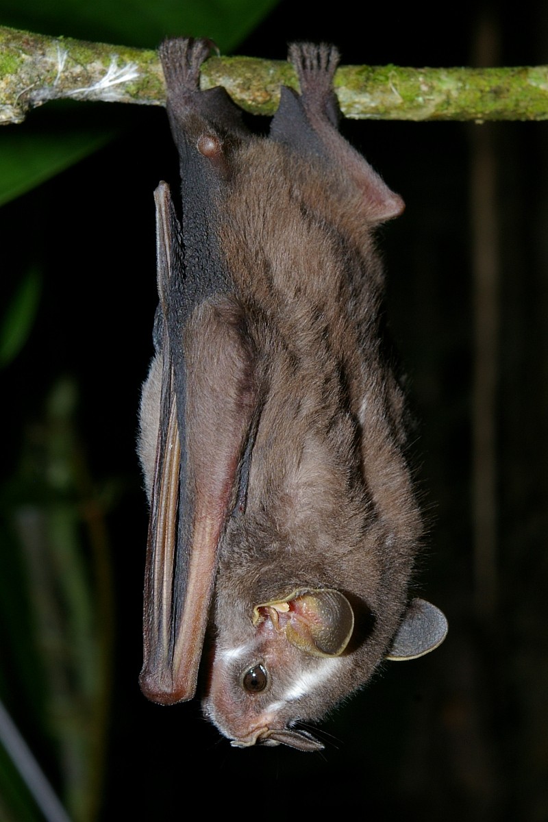 Murciélago listado de heller (Platyrrhinus helleri)