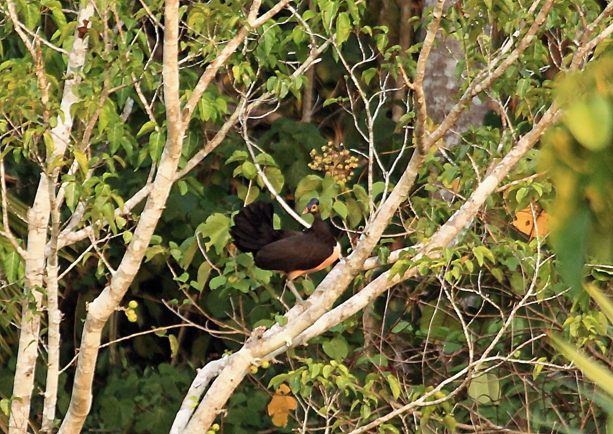 Maleo (Macrocephalon)