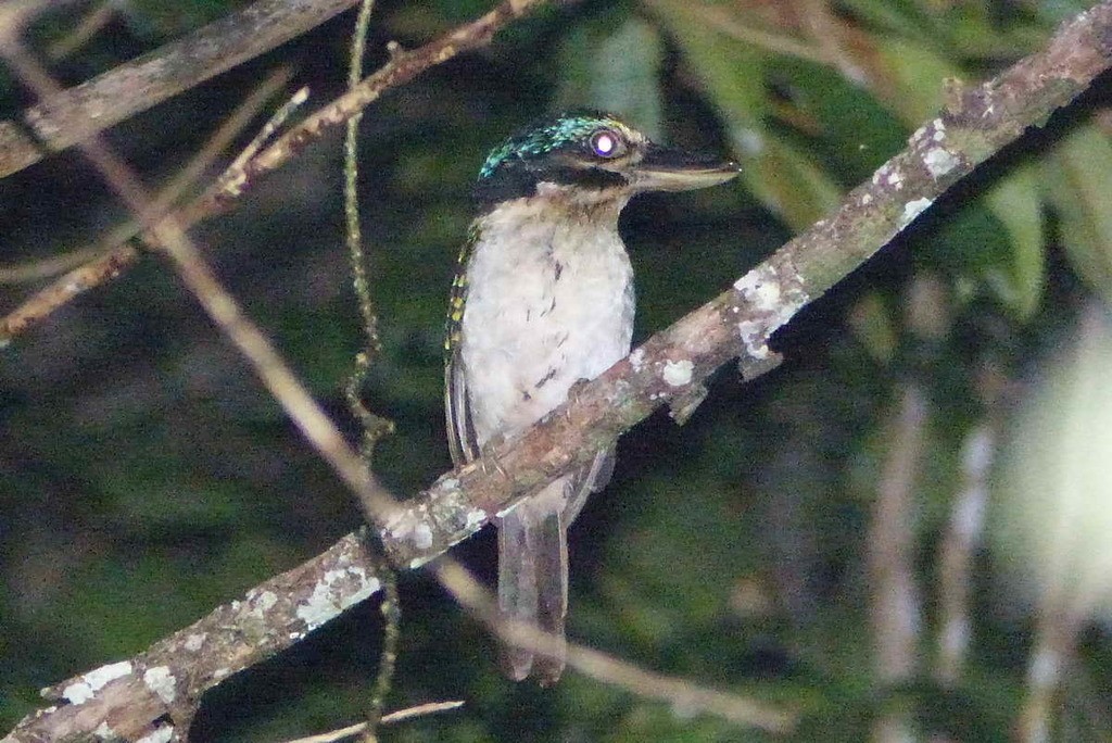 Hook-billed Kingfishers (Melidora)