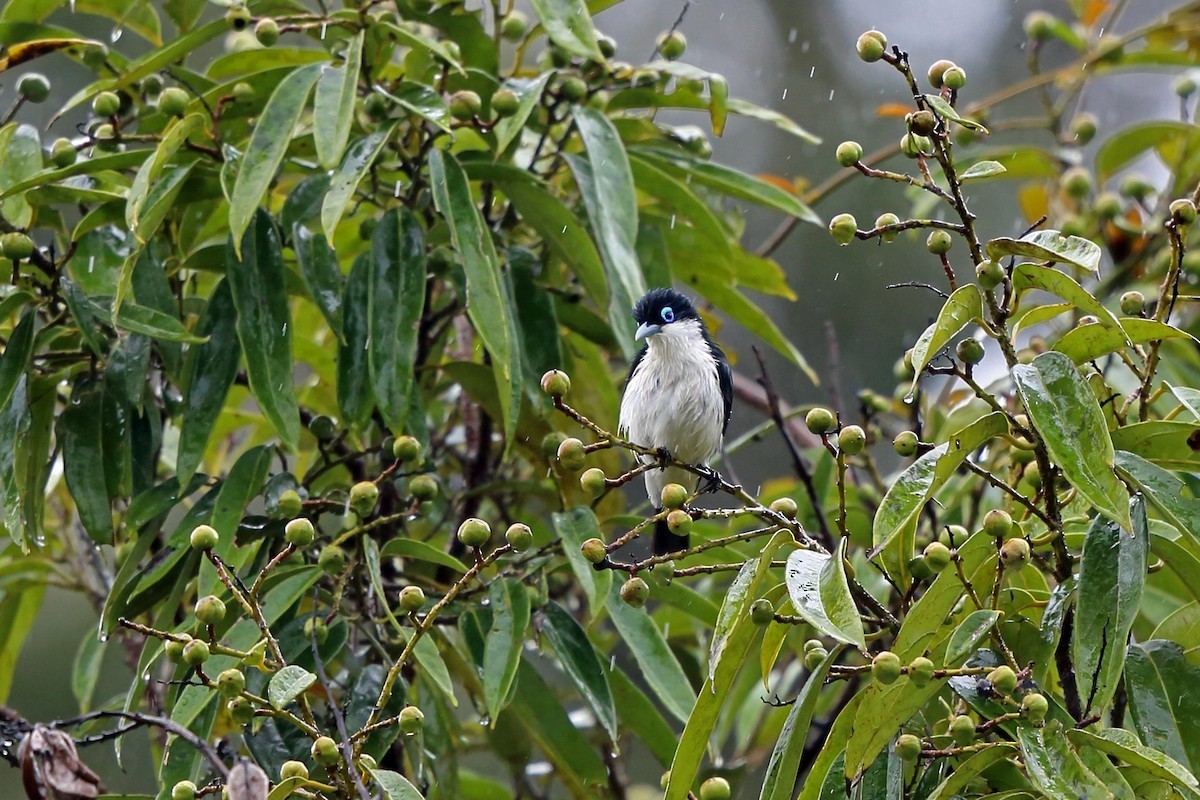 Leptopterus (Leptopterus)