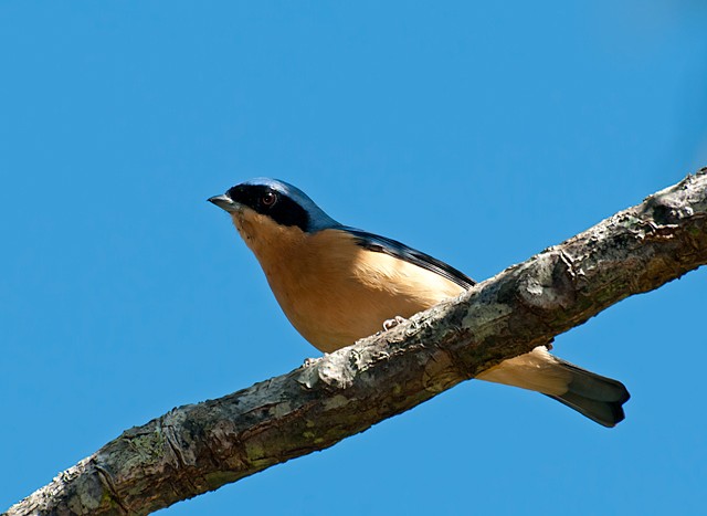 Maskertangare (Pipraeidea melanonota)