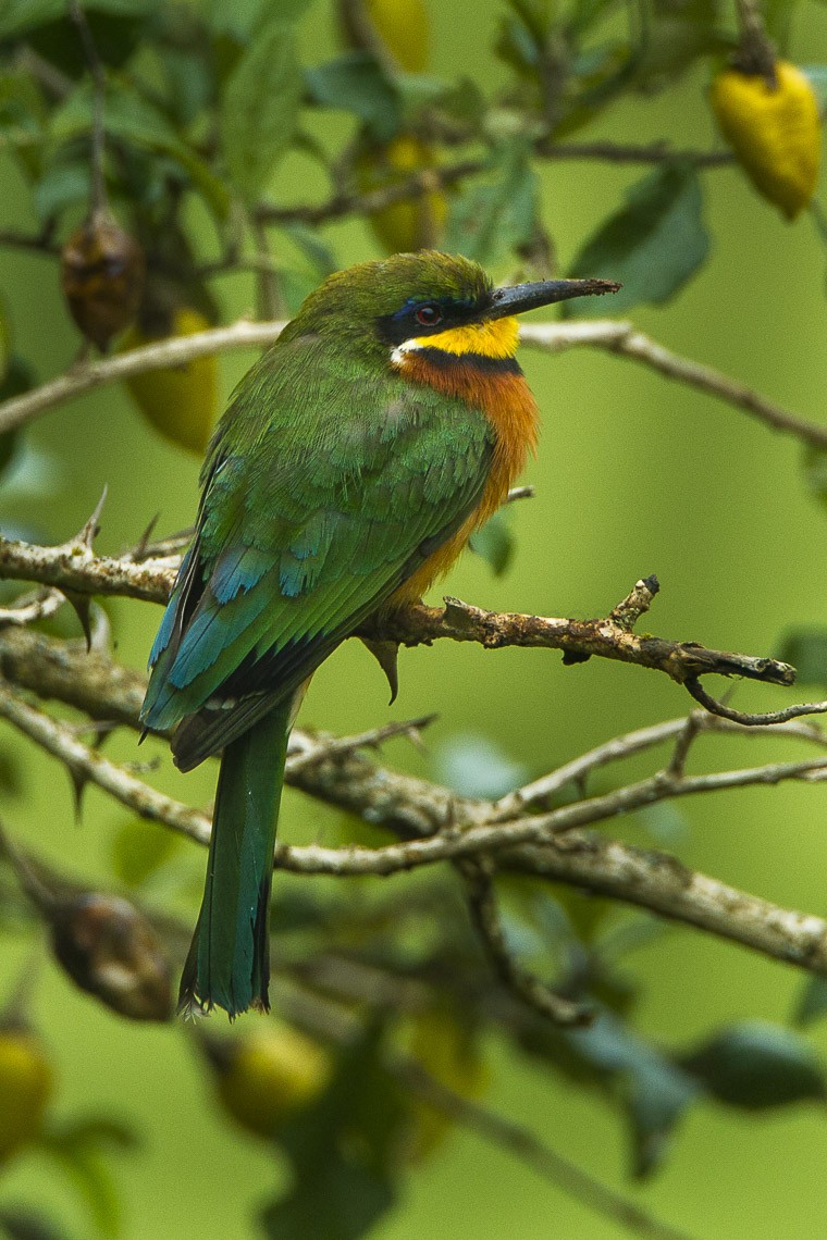 Gruccione pettocannella (Merops oreobates)