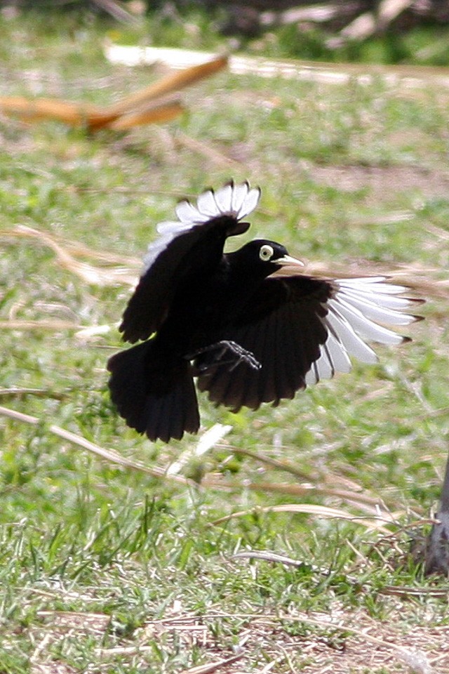 Briltiran (Hymenops perspicillatus)