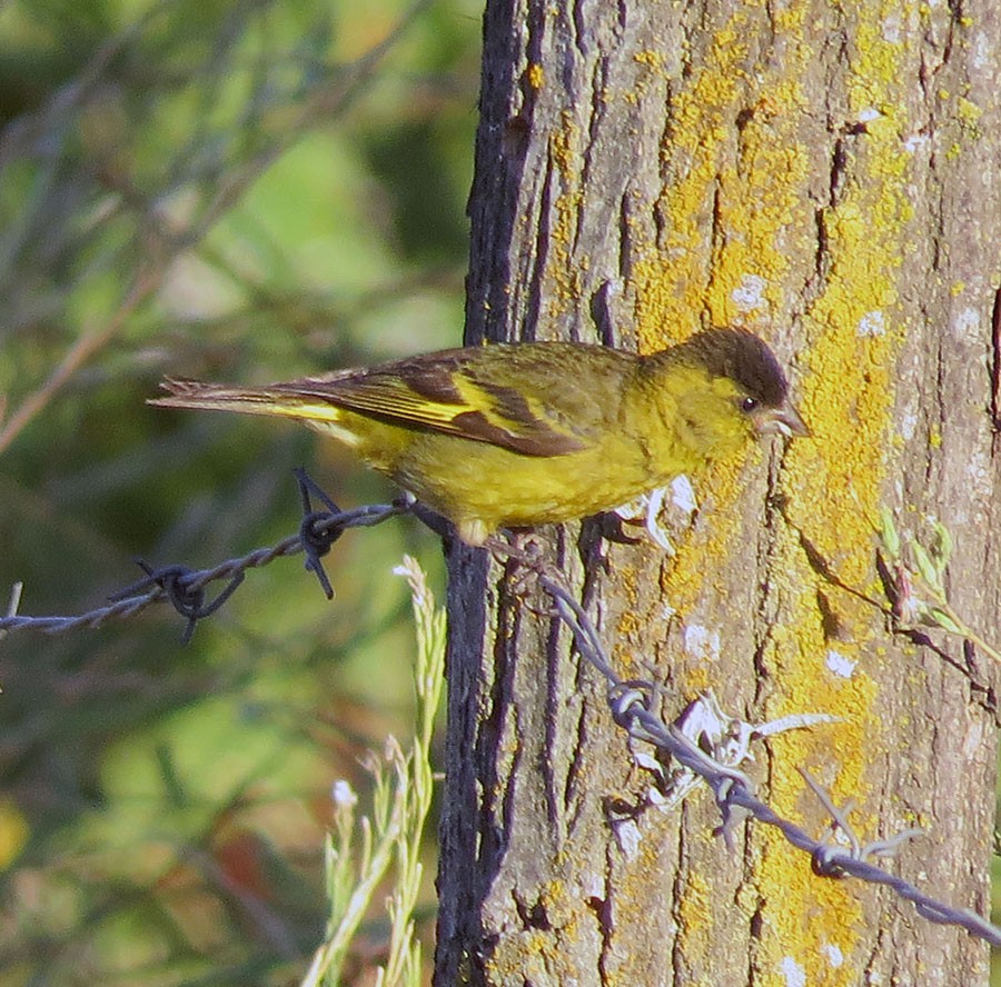Siskins and new world goldfinches (Spinus)