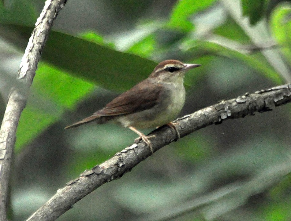 Swainson'S Warblers (Limnothlypis)