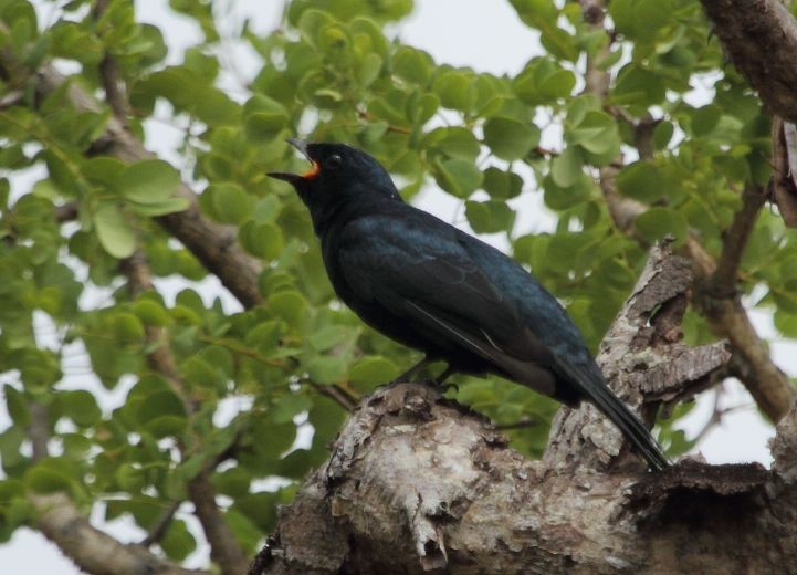 Lagarteiro-preto (Campephaga flava)