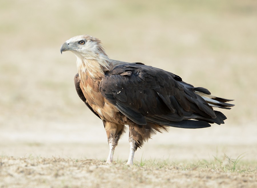 Орлан-долгохвост (Haliaeetus leucoryphus)