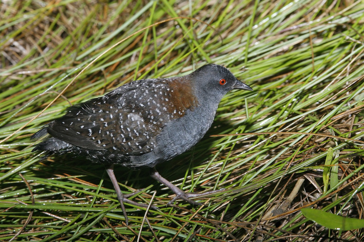 Zwarte Dwergral (Laterallus jamaicensis)