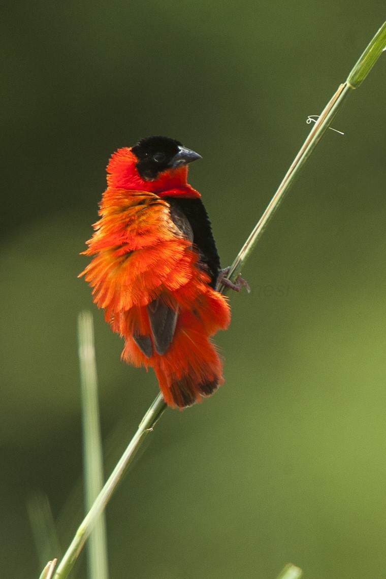 Западноафриканский огненный бархатный ткач (Euplectes franciscanus)