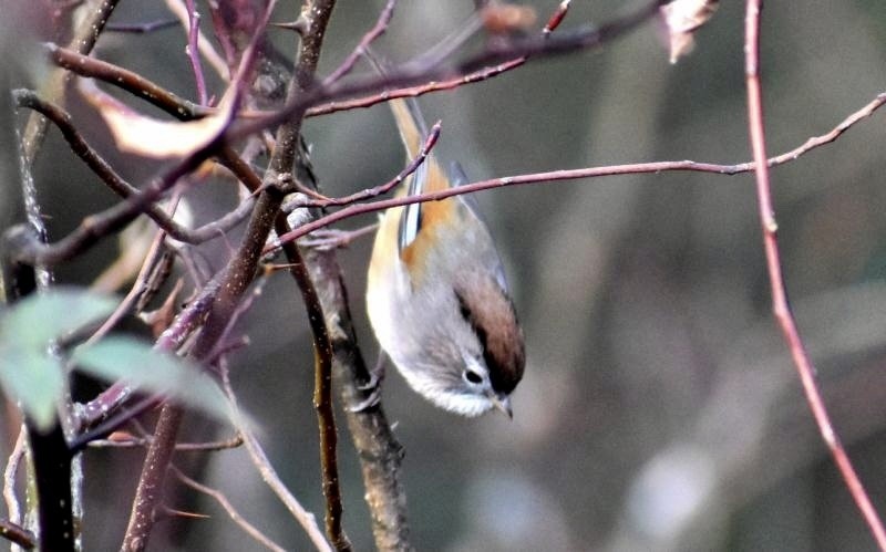 Fulveta de Verreaux (Fulvetta ruficapilla)