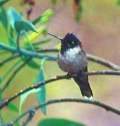 Bergnimf (Oreonympha nobilis)