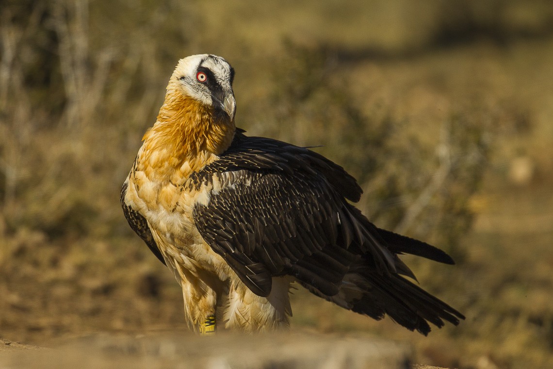 Bearded vulture (Gypaetus)