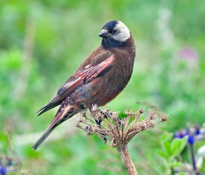 Rosy-finches and Asian Mountain-finches (Leucosticte)