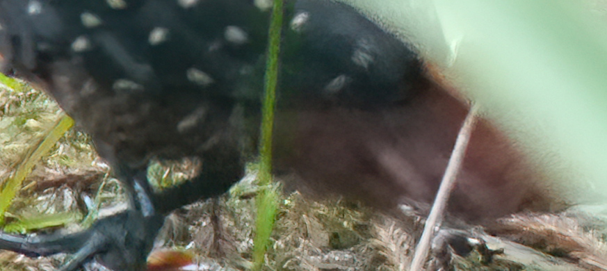 Red-legged Crakes and Forest-rails (Rallina)