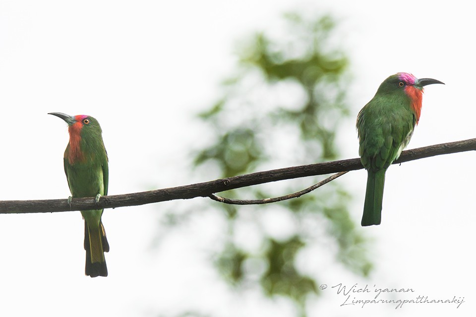 Red-bearded Bee-eater (Nyctyornis amictus)