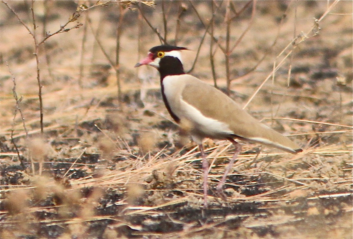 Black-headed Lapwing (Vanellus tectus)