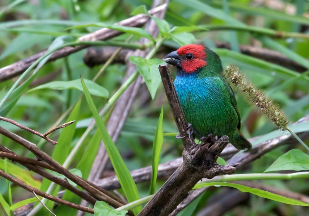 Diamante de Fiyi (Erythrura pealii)