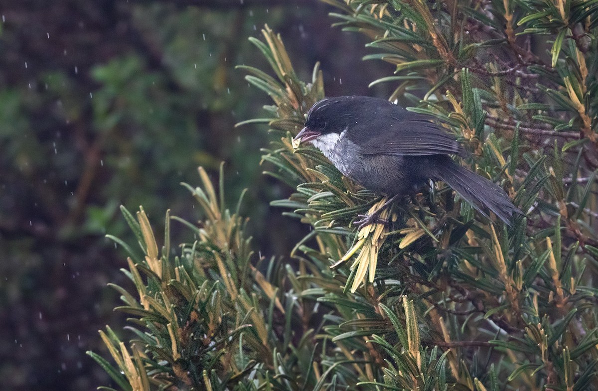 Weißkehltangare (Urothraupis stolzmanni)