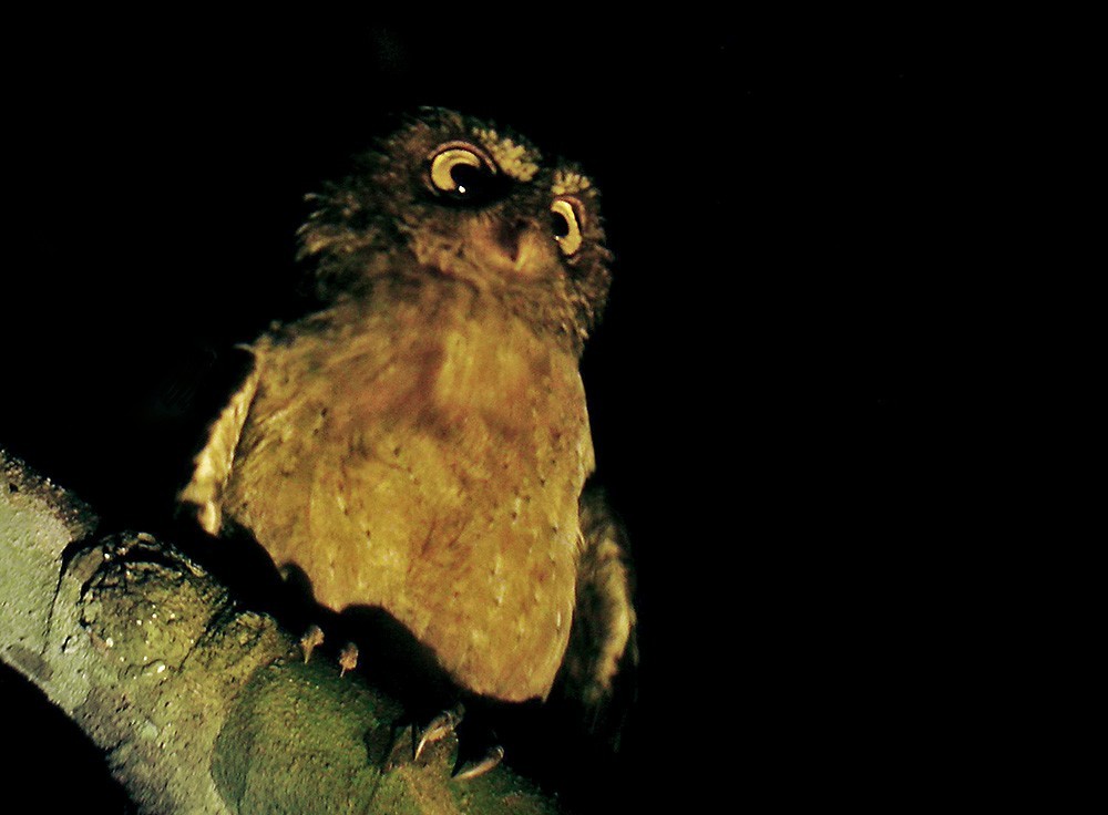 Andamanendwergooruil (Otus balli)