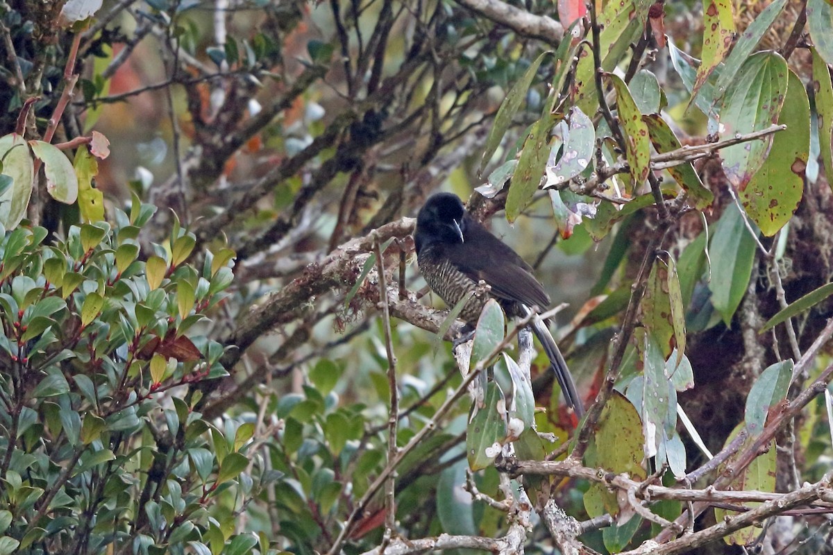 Astrapia (Astrapia)