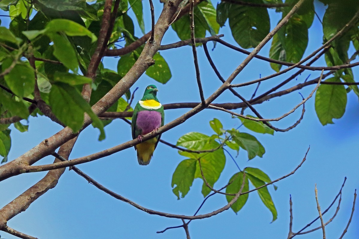 Tilopo de las Salomón (Ptilinopus solomonensis)