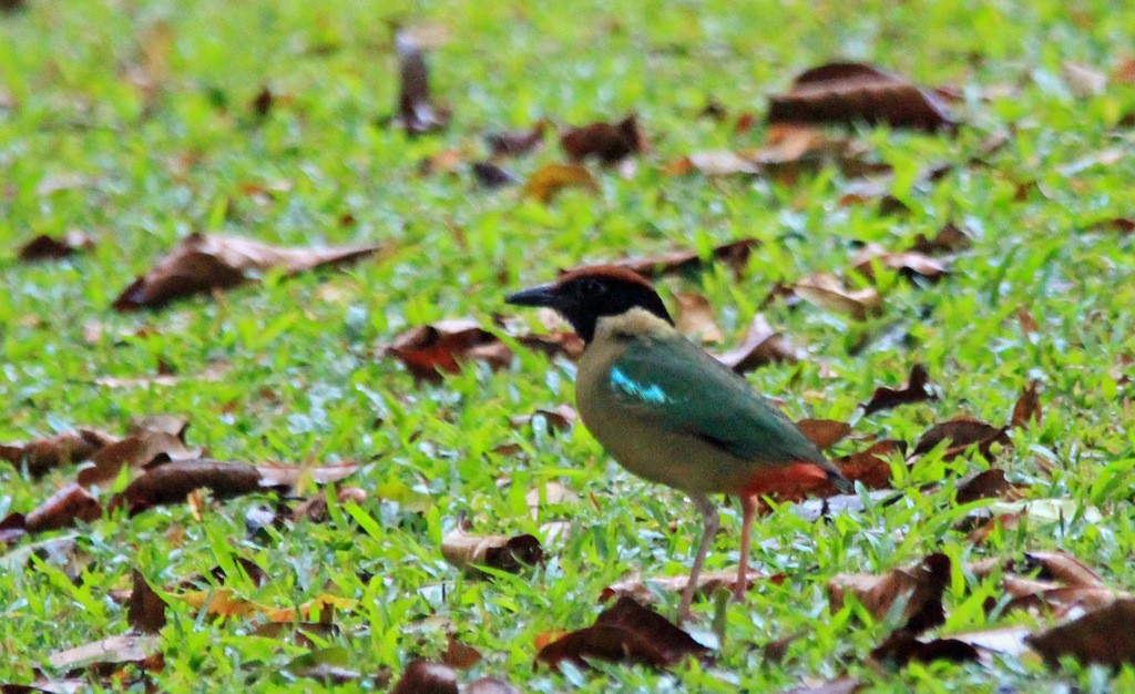 ノドグロヤイロチョウ (Pitta versicolor)