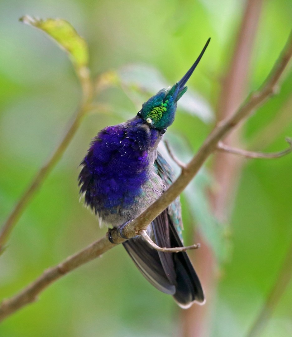 Green-crowned Plovercrest (Stephanoxis lalandi)