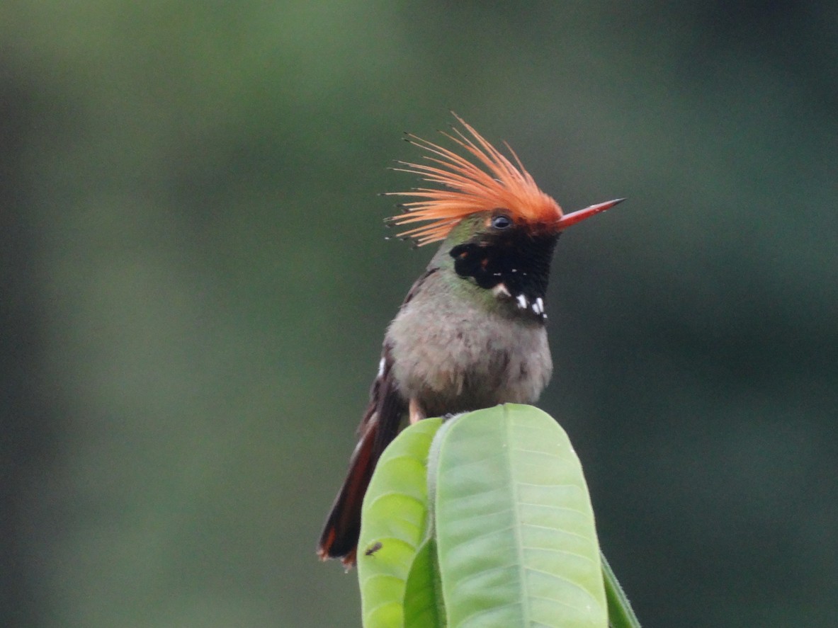 Lophornis (Lophornis)