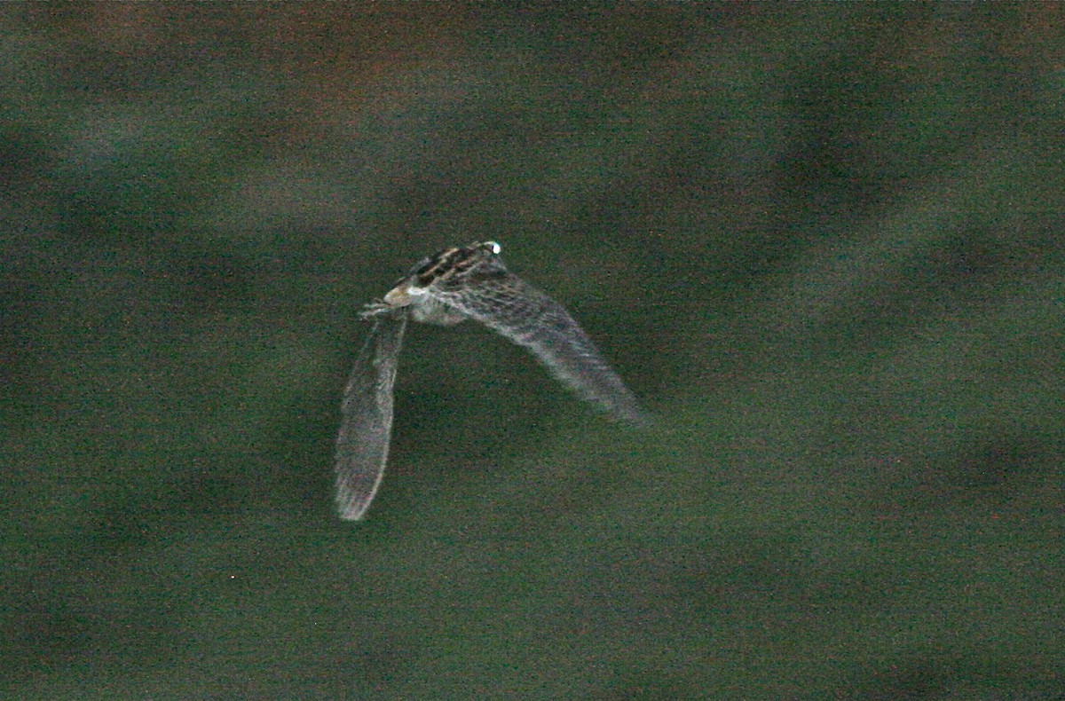 Giant Snipe (Gallinago undulata)