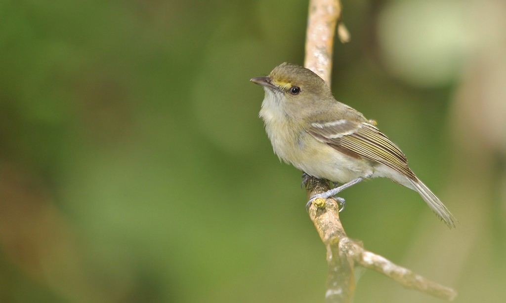 Vireo de San Andrés (Vireo caribaeus)