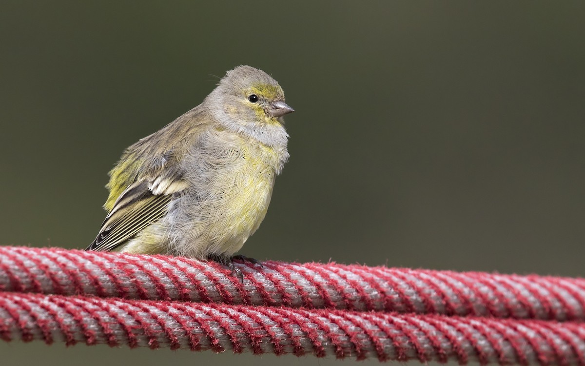 Zitronenzeisig (Carduelis citrinella)