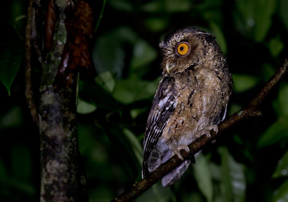 Angelina-Zwergohreule (Otus angelinae)