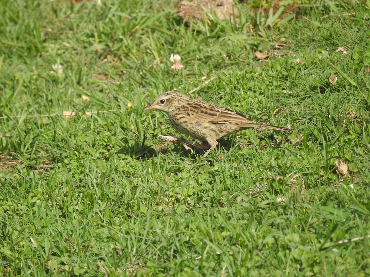 Hooglandpieper (Anthus sylvanus)
