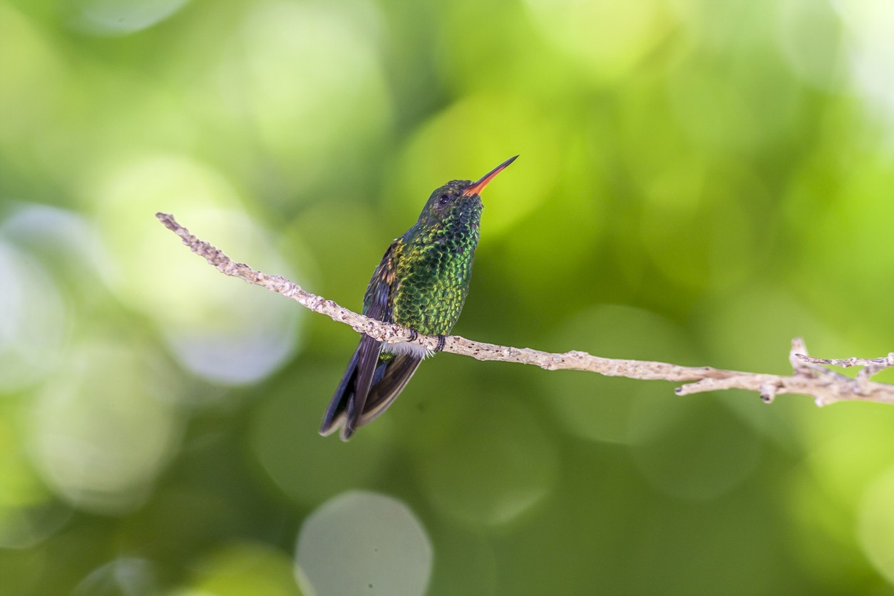 Emerald-chinned Hummingbird (Abeillia)