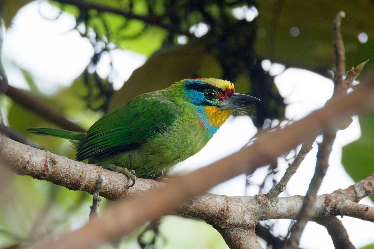 Schwarzbrauenbartvogel (Megalaima oorti)