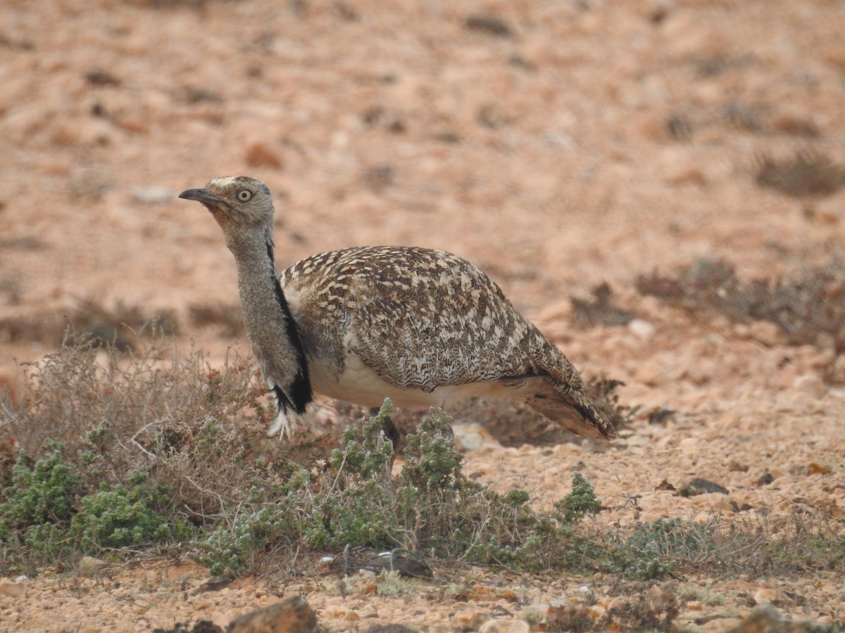 Houbara Bustards (Chlamydotis)