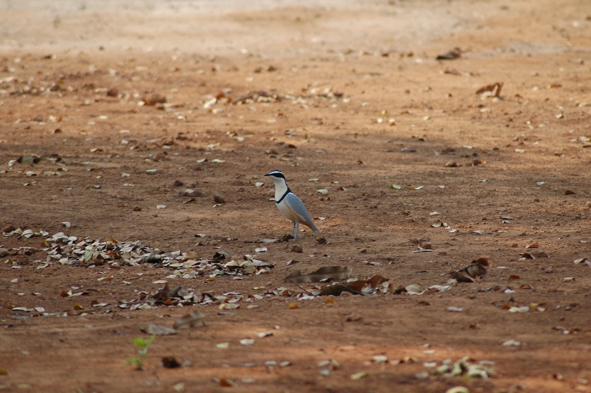 Plover (Pluvianus)