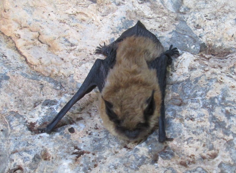 Miotis californiano (Myotis californicus)