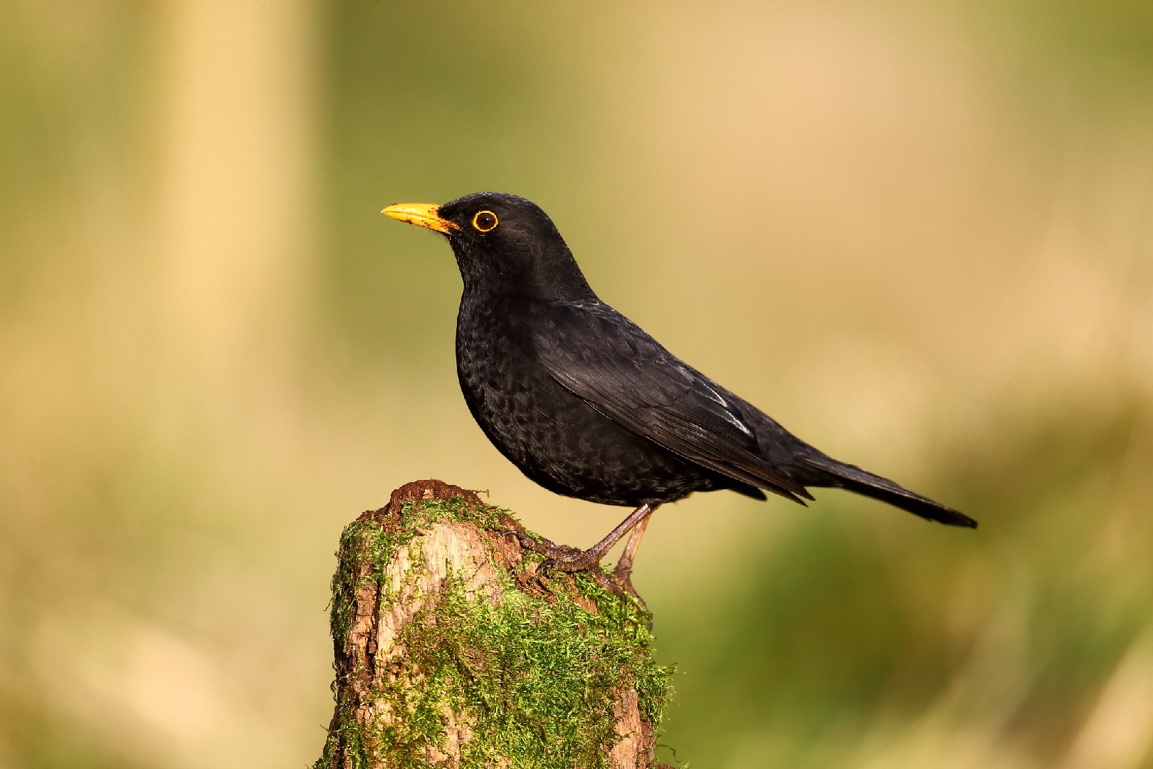 烏鶇 (Turdus merula)