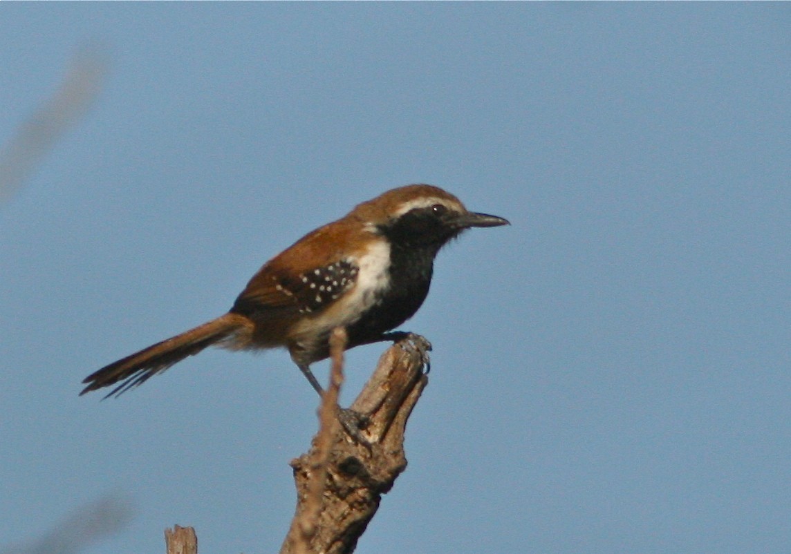 Roestrugmiersluiper (Formicivora rufa)