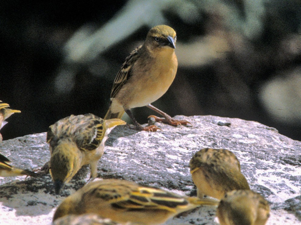 Geelrugwever (Ploceus taeniopterus)